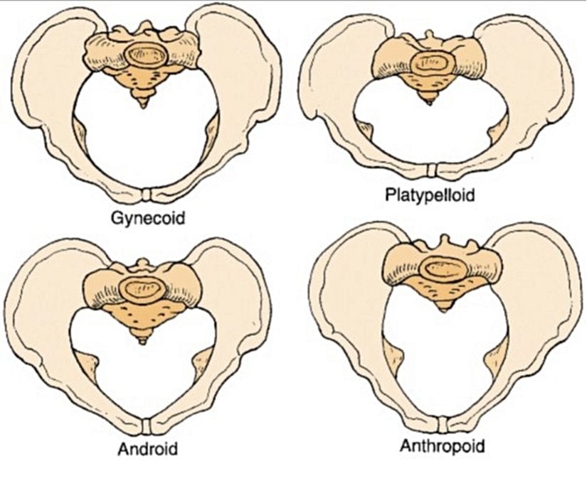 Pelvis tipleri.