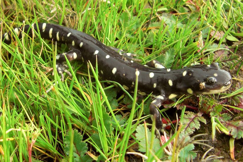 Görsel 5. Ambystoma californiense Kaliforniya kaplan semenderinin sağkalımı, dışarıdan gelen çizgili kaplan semenderiyle türler arası çiftleşmesinden doğan daha dayanıklı melezler nedeniyle tehdit altındadır.