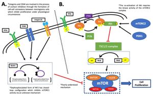 Lysosomal NKG7 Regulates CD8+ T Cell Functions