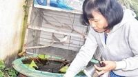 Tuần qua, số ca mắc sốt xuất huyết ở Hà Nội tăng gấp đôi