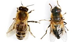 Arılar ve Sinekler Arasındaki Farklar Nelerdir?