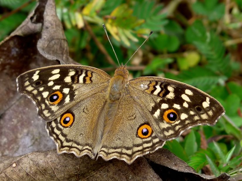 Junonia lemonas (JPG dosyası)