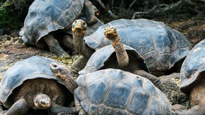 Ölümden Dönüş: Kayıp Türler Nasıl Canlandırılmalı?