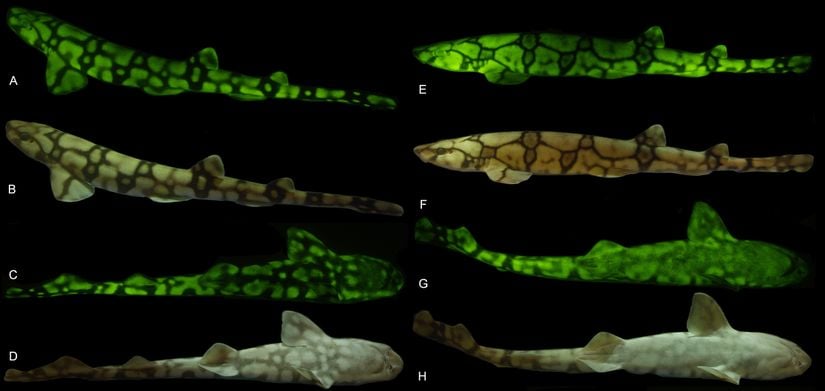Scyliorhinus retifer türü köpekbalıklarında biyofloresan.
