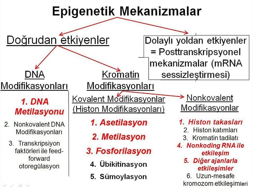 Epigenetik mekanizmaların.