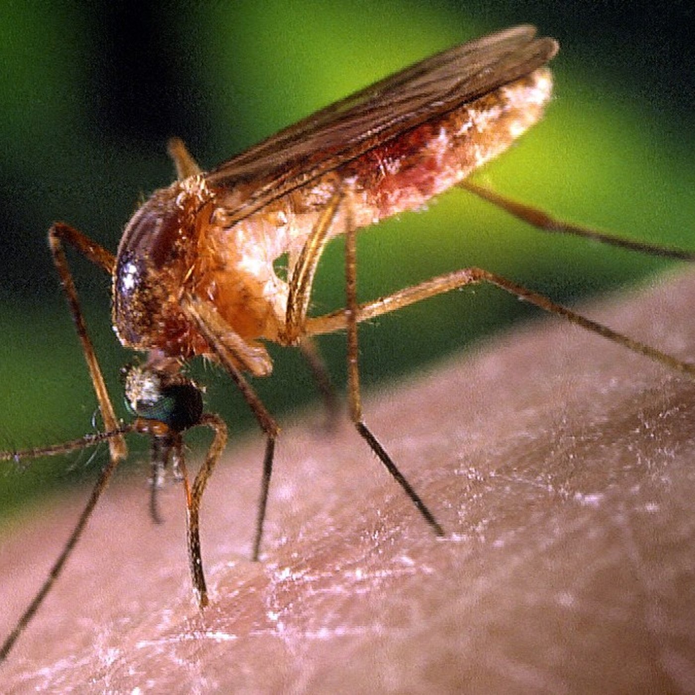 Evrim Ağacı ile Bilime Dair Her Şey!