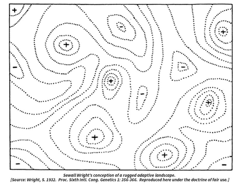 Sewall Wright'ın inişli çıkışlı adaptif manzarası.