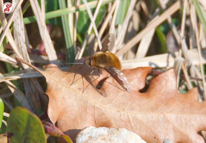 Dinlenme pozisyonunda bir yetişkin, Zonguldak/Esenköy.