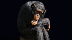 Why Teach Evolution in Biology? Because It is The Right Thing to Do!