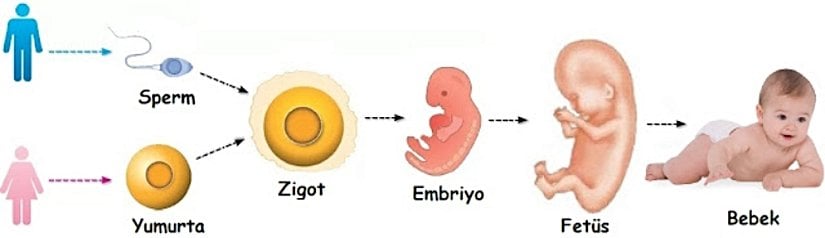 Bebeğin gelişim şeması