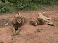 One of four escaped lions captured