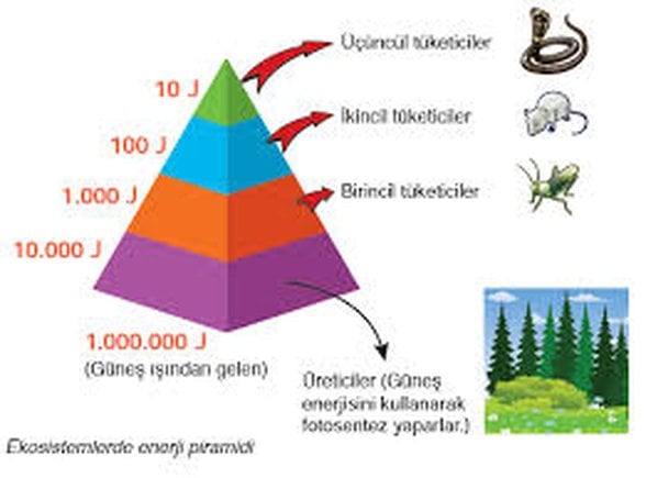 Besin Piramidinde Enerji Dağılımı