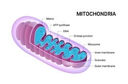 Mitokondriyal DNA: Enerjinizin Kaynağı Annenizin Genlerinde Saklı.