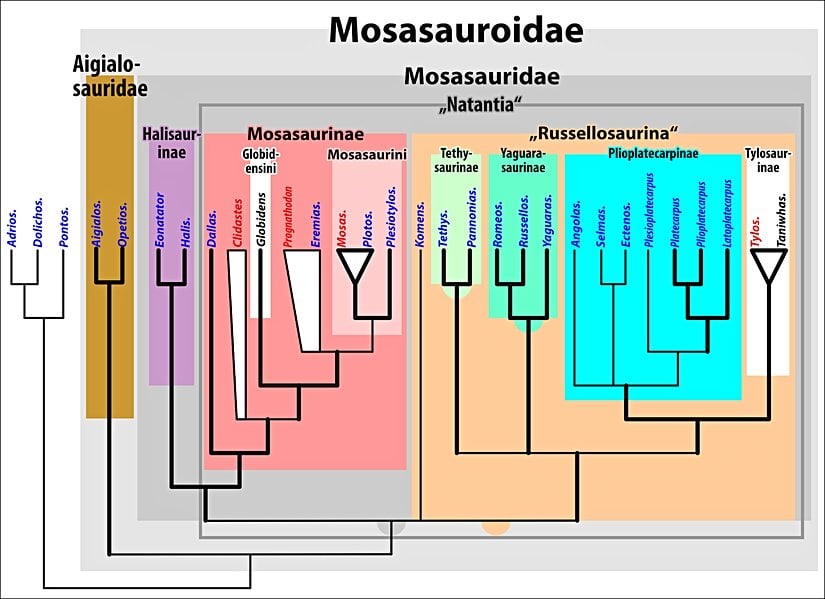 Mosazorların filogenetik ağacı.