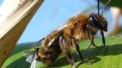 Kayıp Bir Dişinin Hikayesi