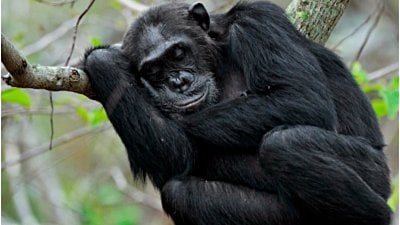 İnsanlar, Primat Akrabalarından Neden Daha Az Uyur?