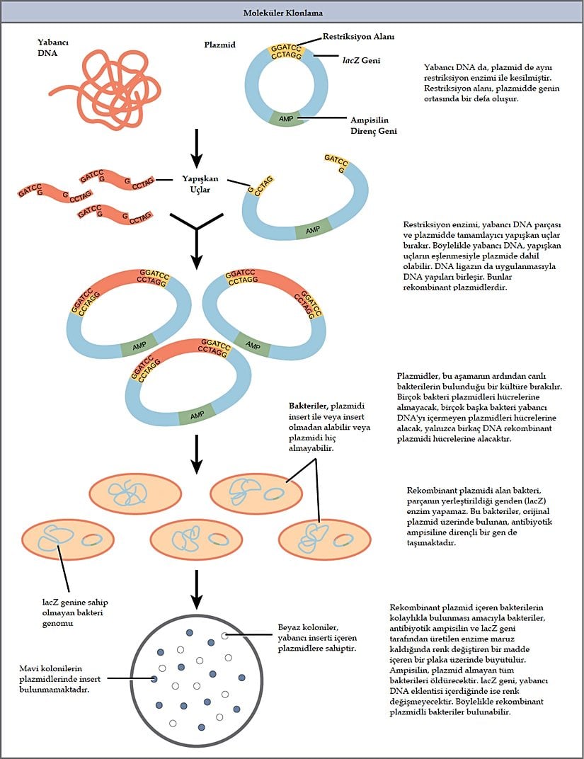 Moleküler klonlamada takip edilen adımlar.