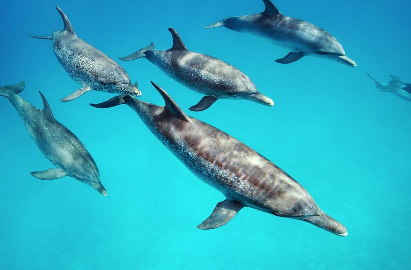 Bahamalar'ın Bimini sularında beraber yüzen şişe burunlu yunuslar (Tursiops truncatus) ile benekli yunuslar (Stenella frontalis) arasında çiftleşme olduğu da araştırmacılar tarafından gözlemlenmiştir.