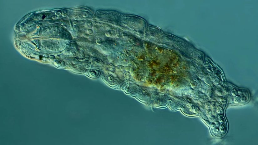Tardigradların Hayatta Kalma Mekanizması Çözülmüş Olabilir!