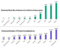 Kromozom sayısının canlıların karmaşıklığıyla ilgili bir karşılaştırma veya epigenlerin işlevini kolaylaştırıcı bir özelliği olabilir mi?
