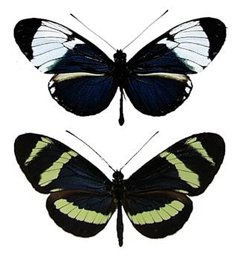 Yukarıdaki: Heliconius cydno. Aşağıdaki: H. pachinus