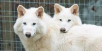 Dire wolves: Scientists 'revive' species after 10,000 years of extinction in major cloning breakthrough