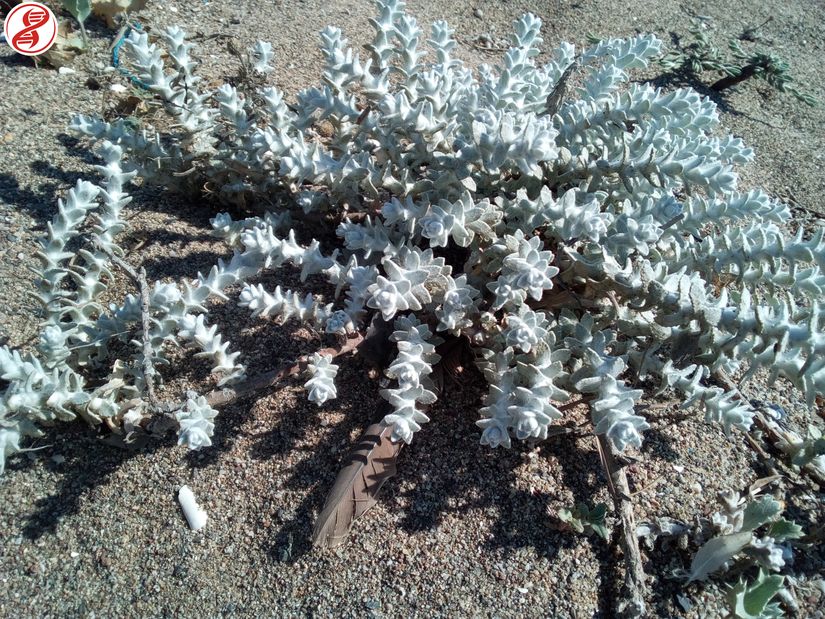 Çocukotu (Otanthus maritimus), Bursa.