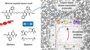 Creating Adaptive Synthetic Cells With Short Peptide Coacervates