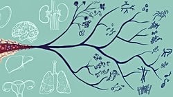 Evrim Hakkında Yanlış Bilinen Gerçekler: Evrimle İlgili Neleri Yanlış Biliyorsunuz?