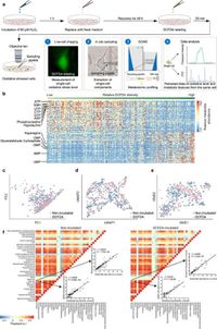 Integrative single-cell metabolomics and phenotypic profiling reveals metabolic heterogeneity of cellular oxidation and senescence - Nature Communications