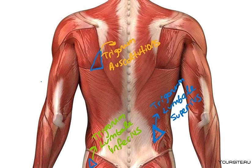 Temsili Bel ve Sırt Üçgeni