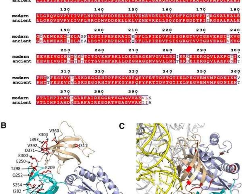 Protein sentezi için amino asitleri birbirine tutturan 70S ribozomuna bağlandığını görüyorsunuz.