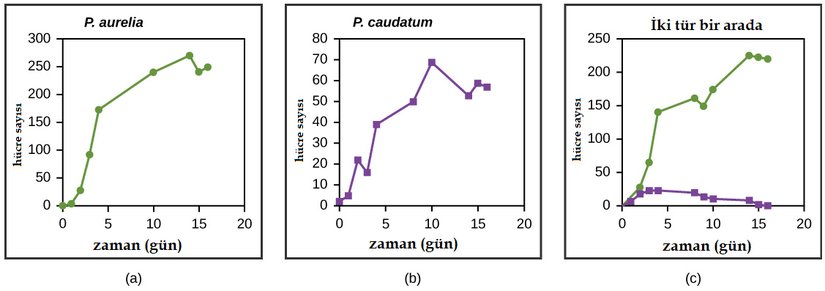 Şekil 19.4.7: Paramecium aurelia ve Paramecium caudatum ayrı ayrı oldukça iyi düzeylerde büyüyebilmektedir; ancak aynı kaynaklar için rekabet etmeleri gerektiğinde P. aurelia, P. caudatum'a üstün gelir.