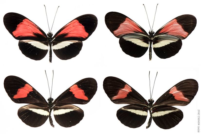 Heliconius