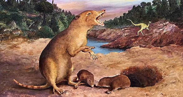 Brasilodon quadrangularis