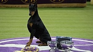 Doberman Penny Wins Westminster Best In Show Title