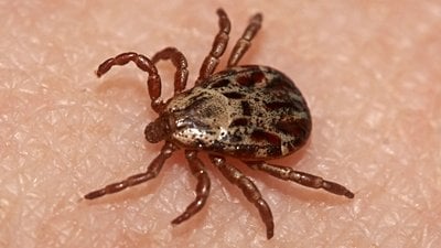 Haller Organı Nedir? Keneler, Konaklarının Kokusunu Nasıl Alır?