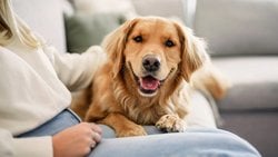 Köpekler Bizi Gerçekten Seviyor mu? Bilim Bu Konuda Ne Diyor?