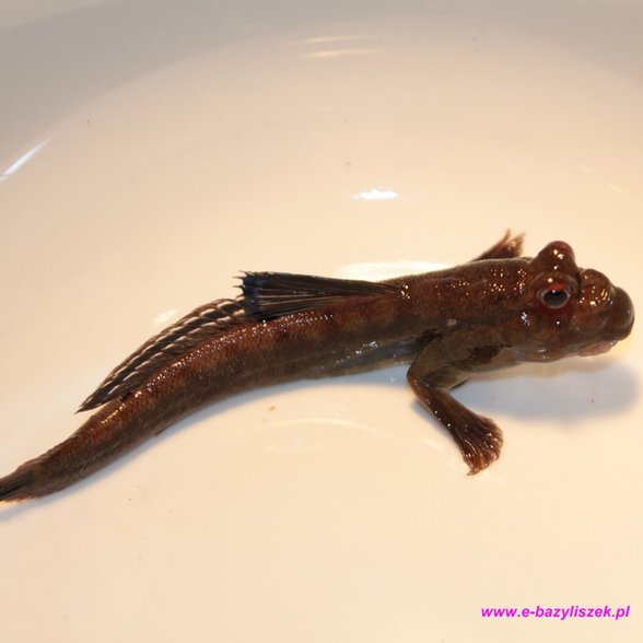 Zıp Zıp Balığı (Çamur Balığı)