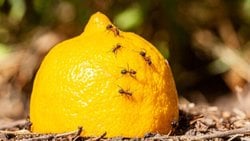 Limon Ve Karınca Asidinin Kimyasal Yolculuğu