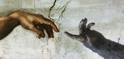 İnanç sistemleri (dinler, mitolojiler, batıl inançlar vb.) yalnızca Homo türlerine mi özgüdür yoksa diğer canlılarda da gözlemlenebilinir mi?