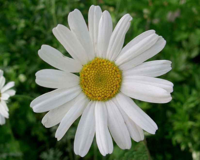 Tanacetum cinerariifolium