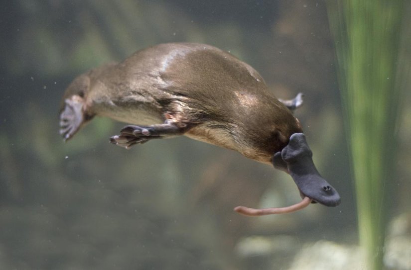 Platypus