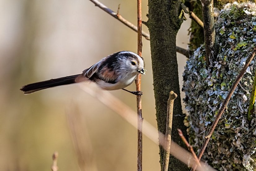 Yuvaya malzeme taşıyan ebeveyn