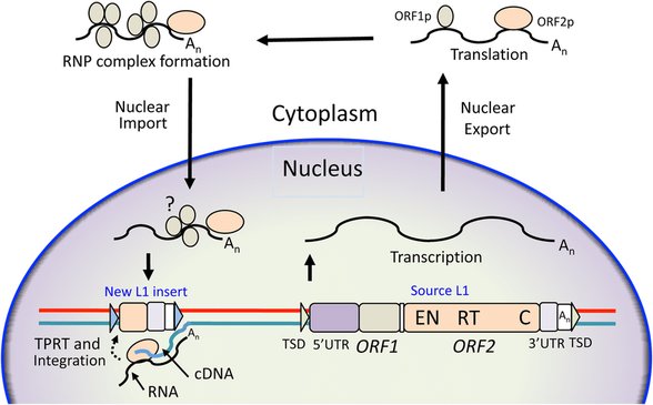 Figür 3: LINE-1 (ya da L1) retrotranspozonunun biyolojisi: Kaynak L1'in DNA bölgesinden ayrılıp çekirdek dışında kompleks oluşumuyla tekrardan çekirdeğe girip cDNA olarak genomun başka bir bölgesine entegrasyonu gösterilmektedir.