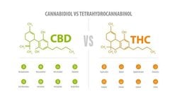 THC ve CBD tüketimi insanlara faydalı mı, zararlı mı?