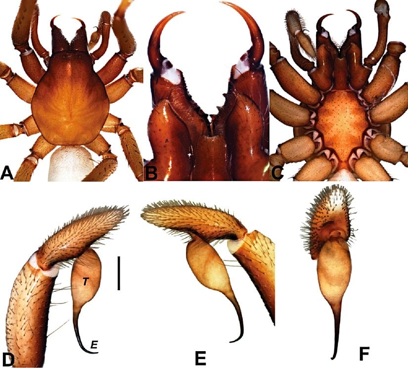 Kut dimensis türünün stereomikroskop altındaki görüntüsü.