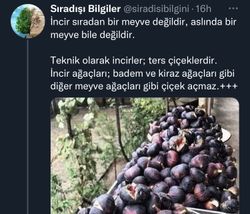 İncir bir meyve midir yoksa ters çiçekler midir?