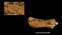 850.000 Yıllık Boyun Kemiği, Antik İnsan Akrabalarının Küçük Çocukları Yamyamlaştırdığını Ortaya Koydu.