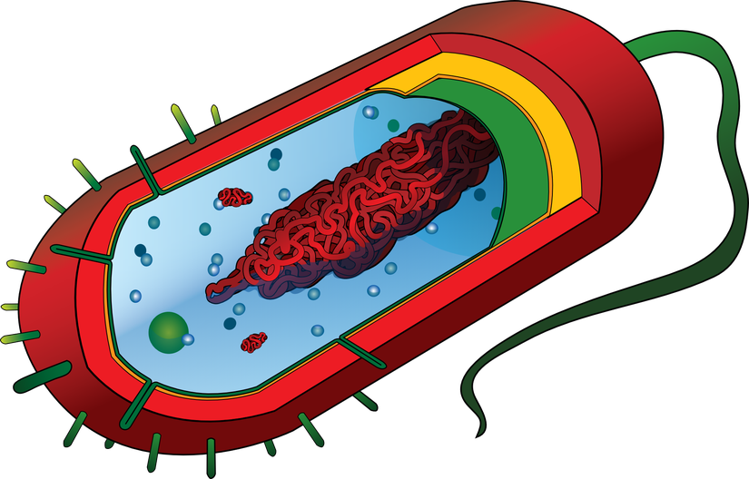 Bir bakterinin anatomisi: Hücre içinde serbestçe yüzen genetik materyal, dış ortamdan izole olmayı sağlayan membranın ve su alarak patlamayı önlemesinin yanısıra antijenik uzantılar içeren hücre duvarı